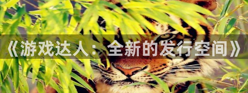 db电竞技术有限公司招聘